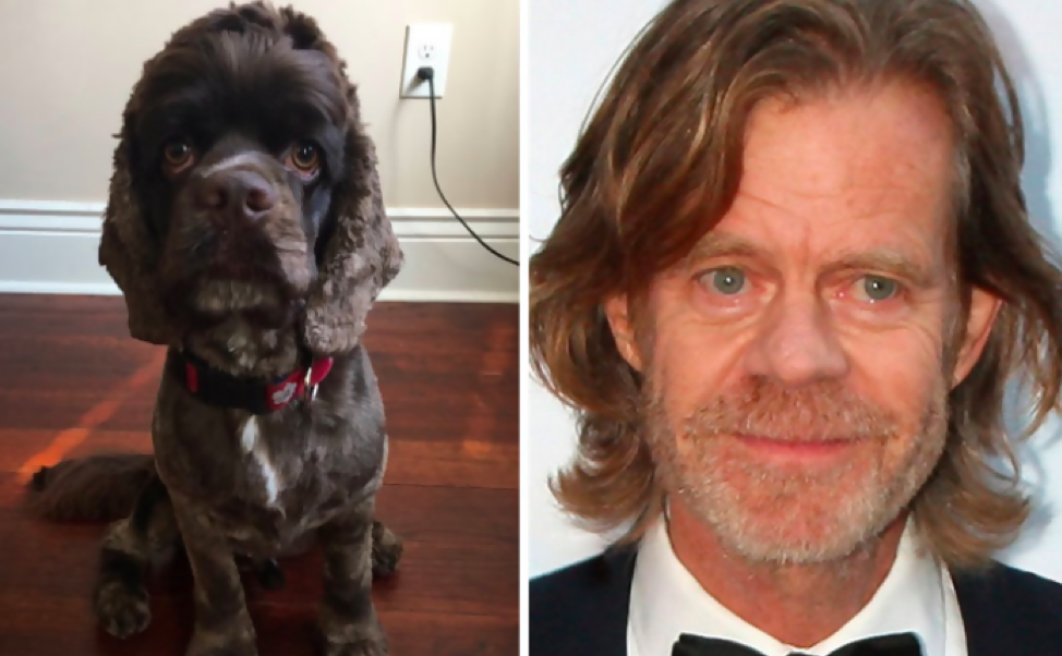 William H Macy