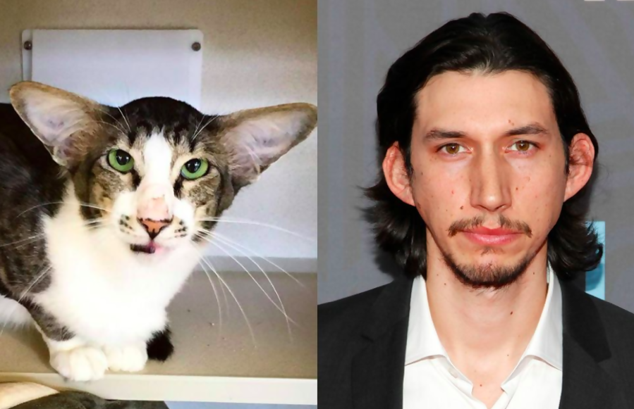 Adam Driver